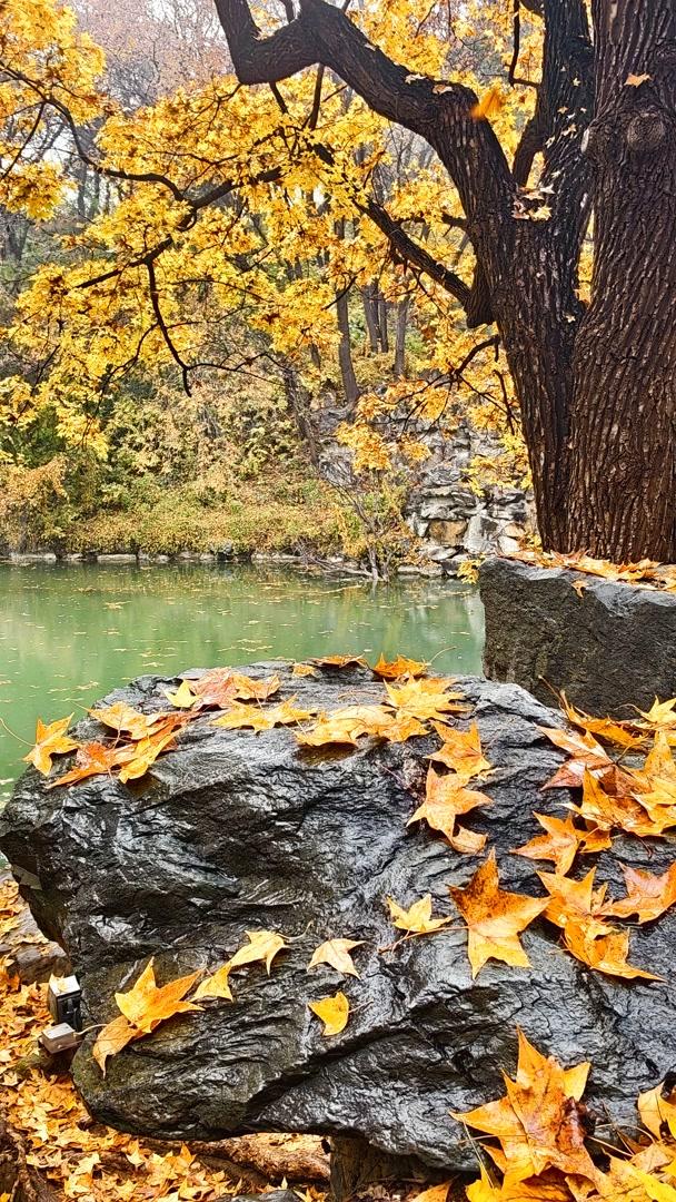 雨落颐和园后溪湖，秋色染透一地金黄