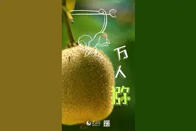 好品中国丨金秋“丰”景，甜“猕”相约图片