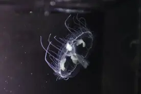 从桃花水母到金塘水獭，保护生物多样性，浙江人为何如此积极？图片