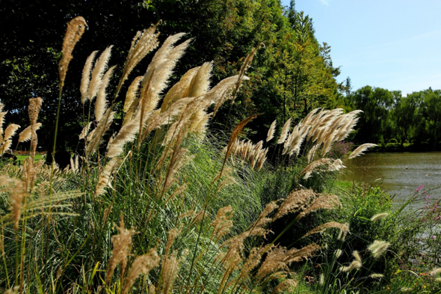 粉色“薄雾”弥漫，荻花飘逸洒脱……申城观赏草进入“最佳赏味期”