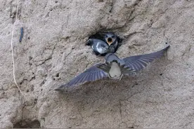永定河畔崖沙燕栖息地将保留图片