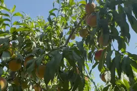 鄠邑区：水蜜桃抢鲜上市  甜蜜产业助力乡村振兴图片