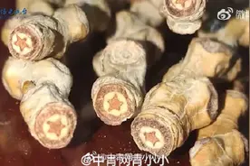 烈士陵园的树，长着“五角星”！图片