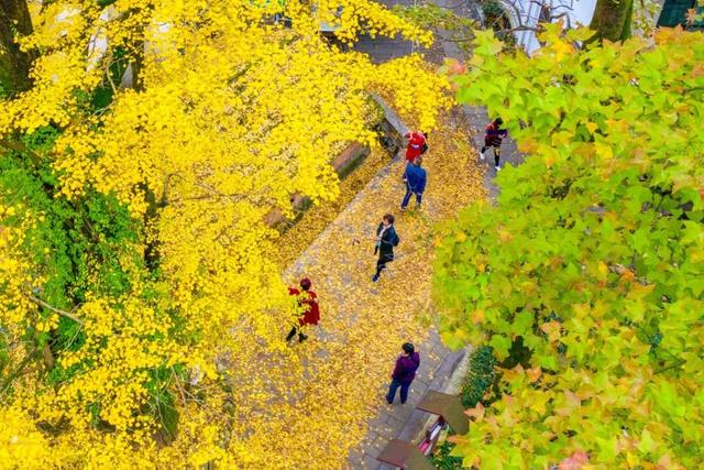 临安，一座被银杏腌入味的城市