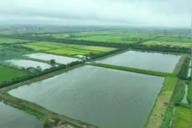 江陵县白马寺镇：“鱼鳖混养”增效益图片
