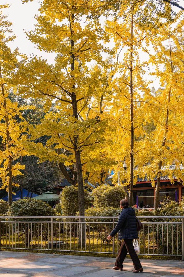 宜宾，含“金”量超高！