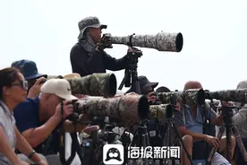 海边美丽的神话！中华凤头燕鸥再现日照图片