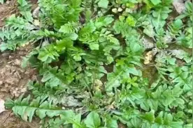 【科普小知识】春季野菜之韵图片