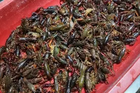 小龙虾上市，今年价格如何？图片