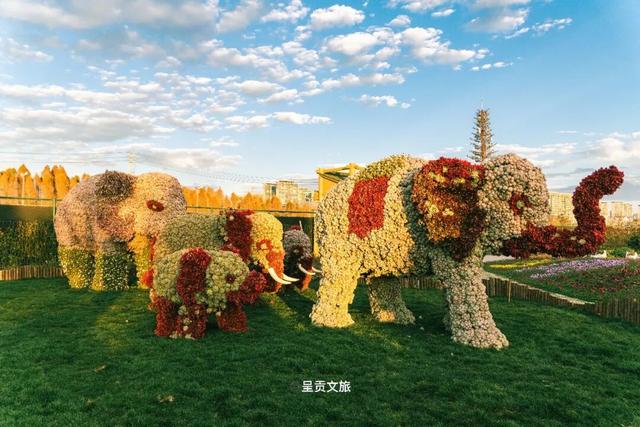 走进斗南七彩花海，看一场春天的盛大绽放