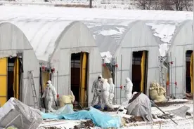 韩国又有两家养鸡场发现禽流感病例图片