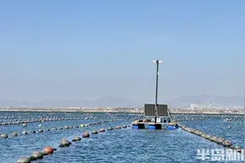 东山张海蛎子，2000多亩魅“蛎”上市，引爆春节餐桌美味风暴！图片