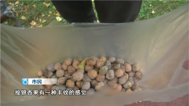 “捡秋”+ 拍大片！洛龙公园“秋日限定”正当时