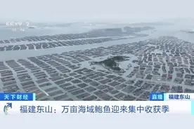 “巨无霸”鲍鱼，1只1斤多！福建东山鲍鱼迎集中收获季图片