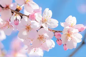 吉大杏花节启幕！4月20日免费预约～图片