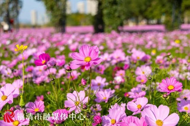福州新晋顶流！“粉色花海”惊艳上线，本周末出片首选地
