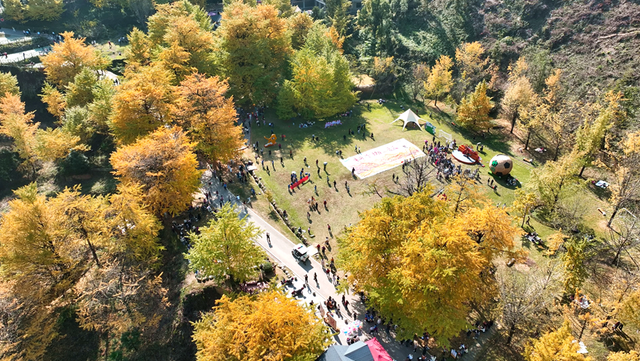 双牌：银杏黄 乡村火 “风景”变“产业”