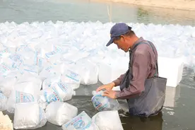 “水上春耕”正式开启 宁夏贺兰县罗氏沼虾虾苗大规模投放图片