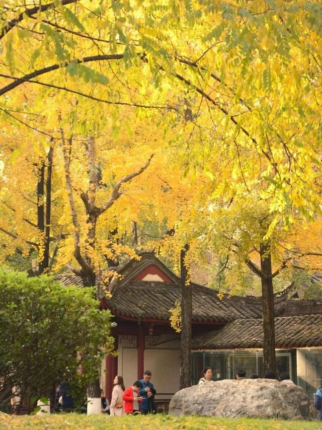 金灿灿！成都人的“顶流”上线，错过等一年！