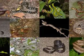 蛇为啥会把四肢进化没了？图片