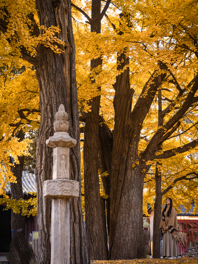 周末走起！济南有处“私藏秘境”：二重金色，千年之约！古银杏树+古刹，美出静谧诗意~~