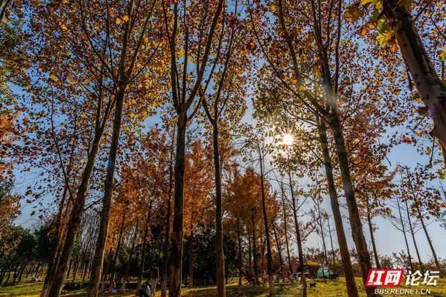 藏在长沙的冬日惊喜：乐喜湖的草木，还在演绎秋的余温