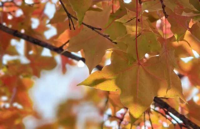 云驼秋深，重阳登高：赴一场山与暖的约会