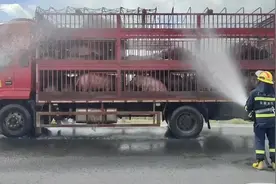 30头生猪高速路上中暑，消防员洒水降温图片