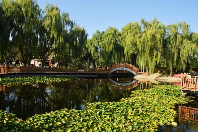 组图丨武威秋景：满目斑斓色 一园清雅风