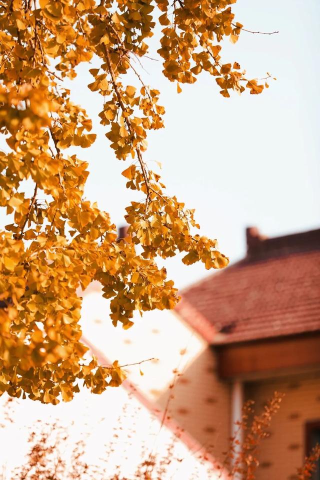 私藏！奉贤的秋，美到封神