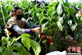 青海乐都特色彩椒出口俄罗斯图片