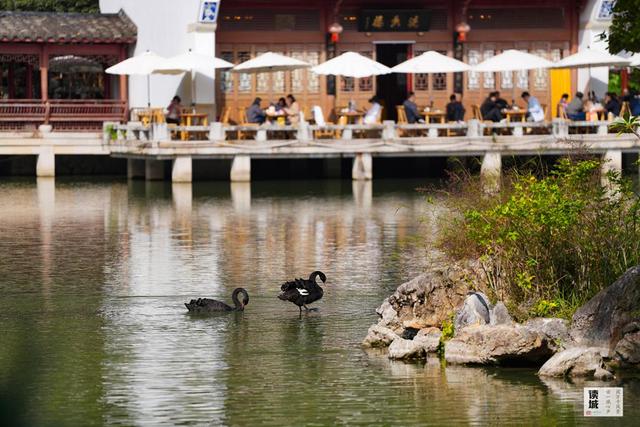 读城｜鹅鹅鹅！福州公园“顶流家族”又将"添丁"……