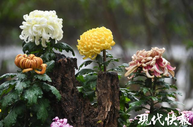 秋日限定浪漫！南京中山植物园菊展上线