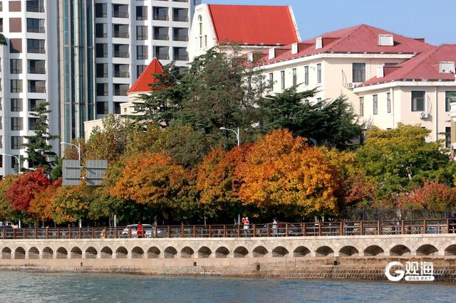 落叶如画！青岛“落叶缓扫”，触手可及的限定美好