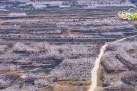 走进姹紫嫣红的无边花海 祖国各地洋溢融融春意图片