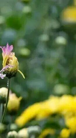 乐山这里的菊花即将迎来盛花期，足足有50多种，约吗？