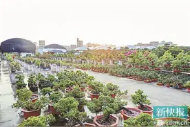 气候宜花 今年年花价格更亲民图片