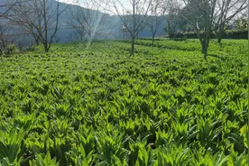 云南景东：“冬闲地”种出“致富菜”图片