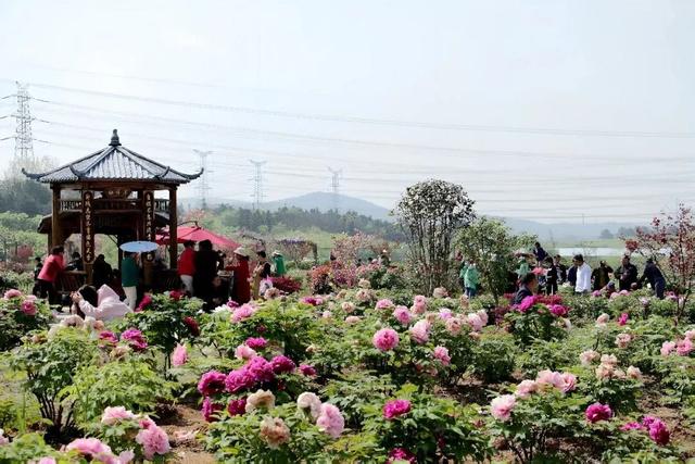 花开成海！快来打卡溧水这座校园