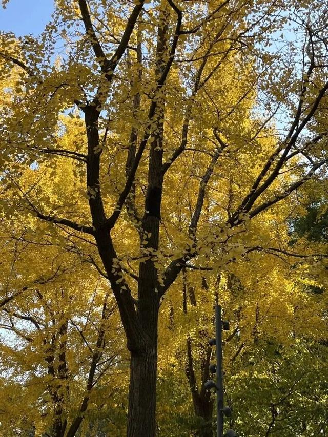 金色长廊加载中！静安这条道路银杏渐入佳境↑