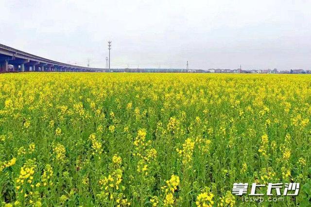 油菜花开了！望城这些地方的油菜花海等你来打卡
