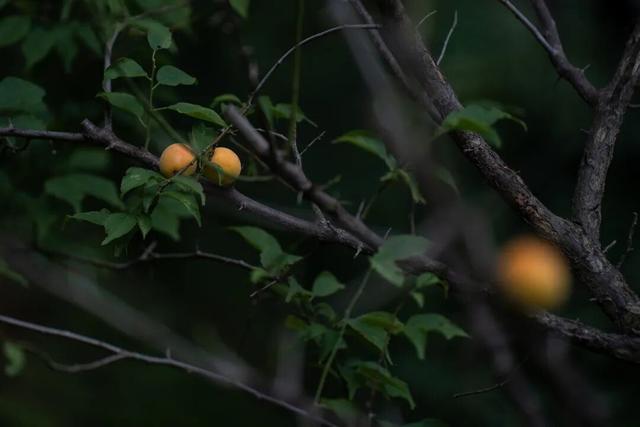 四时天工 扬州如画