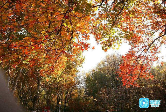 初冬，收藏一封大地写给天空的情书