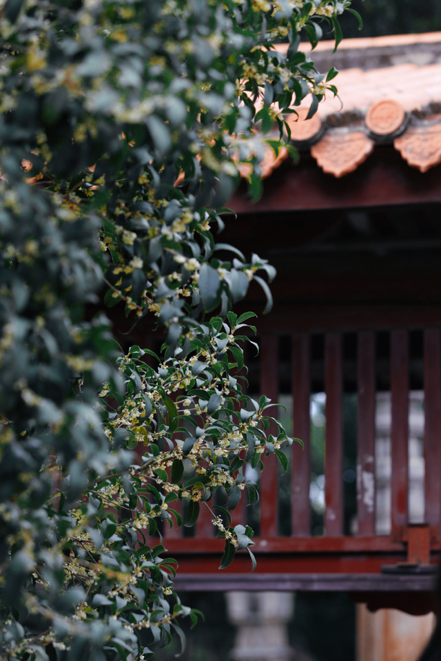 破案了！西街飘散的香味，源头竟然在开元寺