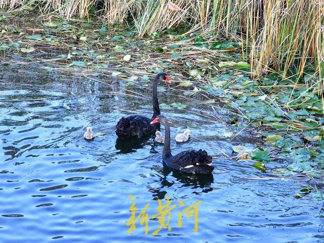 萌化了！跟着黑天鹅宝宝畅游济南华山湖