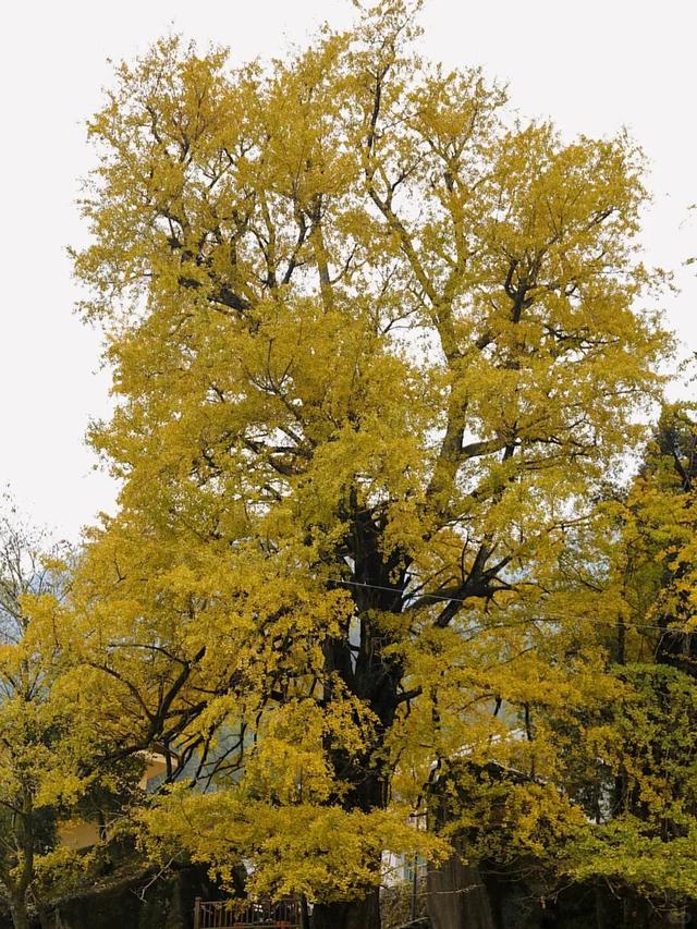 邂逅如画江西的小“杏”运