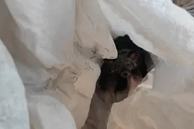 上海闵行一出租屋多日无人进出，屋内飘出恶臭……真相令人意外图片