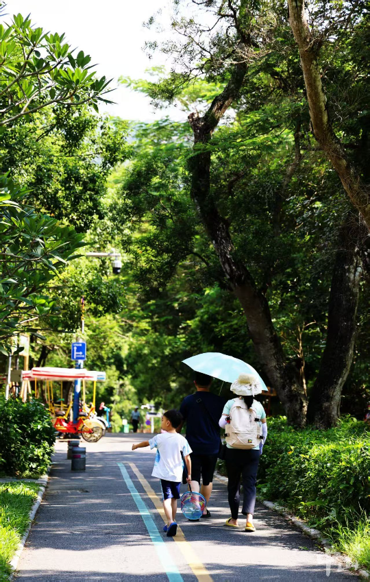 中山建成4座古树公园