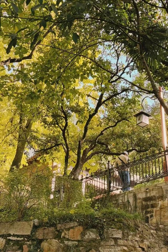 武昌赏秋天花板！这条被推荐100次的山路，迎来最美时刻