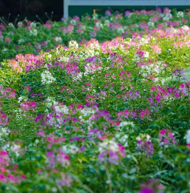 地肤、格桑花、向日葵…来金山这里赏花→